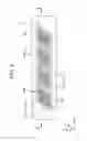 Fig. 04 - Liquid ejecting head, liquid ejecting head unit, and liquid ejecting apparatus