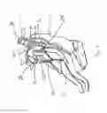 Fig. 02 - Head and neck restraining system