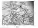 Fig. 02 - Calcium sulfate crystals and methods for making the same