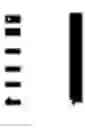 Fig. 02 - Curcumin analogs