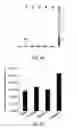 Fig. 07 - Curcumin analogs