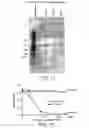 Fig. 09 - TRANSGENIC PLANTS EXPRESSING COBALAMIN BINDING PROTEINS