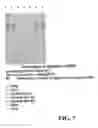 Fig. 08 - Methods of constructing libraries comprising displayed and/or expressed members of a diverse family of peptides, polypeptides or proteins and the novel libraries