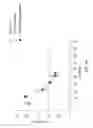 Fig. 09 - MULTIVALENT ANTIVIRAL COMPOSITIONS, METHODS OF MAKING, AND USES THEREOF