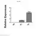 Fig. 22 - Method for preparing endocrine aggregate of insulin-producing beta cells from human pluripotent stem cells