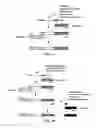 Fig. 02 - LONG NUCLEIC ACID SEQUENCES CONTAINING VARIABLE REGIONS