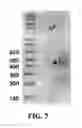 Fig. 10 - LONG NUCLEIC ACID SEQUENCES CONTAINING VARIABLE REGIONS
