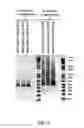 Fig. 12 - LONG NUCLEIC ACID SEQUENCES CONTAINING VARIABLE REGIONS