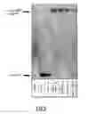 Fig. 06 - Method for transfection of nucleic acids into eukaryotic cells in 3D scaffold