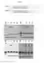 Fig. 09 - Oligonucleotide compounds comprising non-nucleotide overhangs