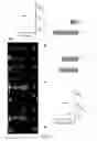 Fig. 07 - miR-520 microRNAs sensitize cancers to platinum-based therapy