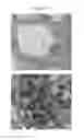 Fig. 02 - RNA-Seq transcriptome analysis of spirodela dormancy without reproduction and identification of molecular targets useful for improving biomass production for industrial applications