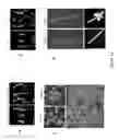 Fig. 17 - Plant drought tolerance and nitrogen use efficiency by reducing plant sensitivity to ethylene