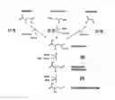 Fig. 01 - Method of production of 2,4-dihydroxybutyric acid