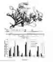Fig. 02 - Stable, functional chimeric cellobiohydrolase class I enzymes