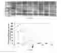 Fig. 06 - Stable, functional chimeric cellobiohydrolase class I enzymes