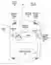 Fig. 01 - Eye gaze enabled navigation system