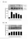 Fig. 02 - Anti-thrombotic compositions and methods for assaying platelet reactivity and treatment selection