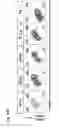 Fig. 02 - Compositions of cardiomyocyte subpopulations