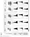 Fig. 08 - Compositions of cardiomyocyte subpopulations