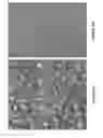 Fig. 07 - Methods, process and fabrication technology for high-efficiency low-cost crystalline silicon solar cells