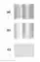 Fig. 01 - Apparatus for and method of processing document image