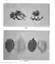 Fig. 02 - Blueberry plant named 'Drisbluethirteen'