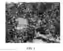 Fig. 02 - Apple tree named 'Jive'