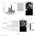 Fig. 05 - Mammal with an orthotopic tumor capable of metastasis, a method of making and a method of using