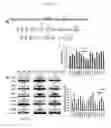 Fig. 14 - Mammal with an orthotopic tumor capable of metastasis, a method of making and a method of using