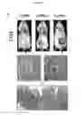 Fig. 17 - Mammal with an orthotopic tumor capable of metastasis, a method of making and a method of using