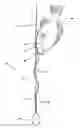 Fig. 01 - Deepwater fish release device
