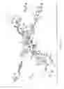 Fig. 10 - Carcass stabilizer