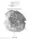 Fig. 06 - MULTIMODAL IMAGING FOR THE DETECTION OF TISSUE STRUCTURE AND COMPOSITION