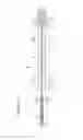Fig. 15 - Device for needle biopsy with integrated needle protection