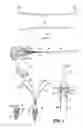 Fig. 02 - METHOD AND APPARTUS FOR REPAIRING A TENDON OR LIGAMENT