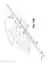 Fig. 41 - METHOD AND APPARTUS FOR REPAIRING A TENDON OR LIGAMENT