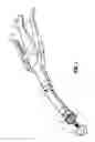 Fig. 02 - Surgical stapling apparatus including buttress attachment via tabs