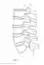 Fig. 02 - Vertebral facet joint drill and method of use