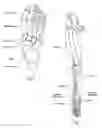 Fig. 02 - Devices, systems and methods for re-alignment of bone