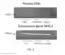 Fig. 02 - Reducing immunogenicity of xenogeneic transplant tissues