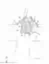 Fig. 12 - Prosthetic renal valve