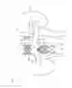 Fig. 23 - Prosthetic renal valve