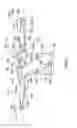 Fig. 05 - Orthopedic support garment