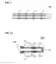 Fig. 02 - EXCRETA DETECTING SENSOR AND DETECTING DEVICE USING ELECTRICALLY-CONDUCTIVE FIBROUS CONDUCTING WIRE