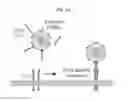 Fig. 02 - REGULATING THE INTERACTION BETWEEN TAM LIGANDS AND LIPID MEMBRANES WITH EXPOSED PHOSPHATIDYL SERINE