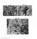 Fig. 09 - Floating capsules encapsulating particles loaded with one or more drugs