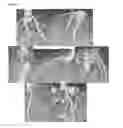 Fig. 30 - INDUCTION OF ARTERIOGENESIS WITH AN NO (NITRIC OXIDE) DONOR