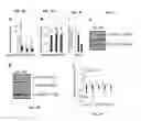 Fig. 09 - Methods of diagnosing and treating motor neuron diseases and other cellular stress-related diseases