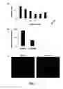 Fig. 03 - Compounds and methods of use thereof for treating neurodegenerative disorders
